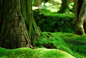 Green Forest Roots Wallpaper