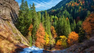 Green Forest Under Blue Sky Wallpaper