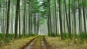 Green Forest With Dirt Road Wallpaper