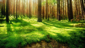 Green Forest With Grass Wallpaper