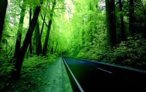 Green Forest With Road Wallpaper
