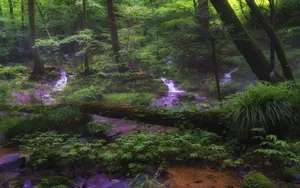 Green Forest With Waterfall And Plants Wallpaper