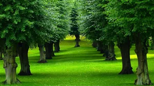 Green Garden Tree Grass Wallpaper