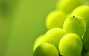 Green Grape Close-up Wallpaper