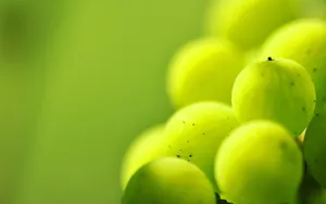 Green Grape Close-up Wallpaper
