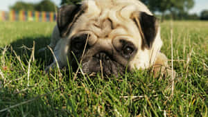 Green Grass And Pug Dog Wallpaper