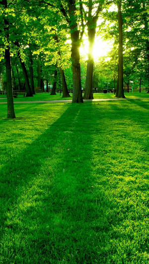 Green Grass And Trees Nature Theme Wallpaper