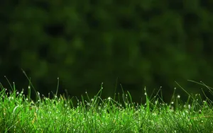 Green Grass Field Dew Wallpaper