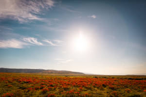 Green Grass Field Under Blue Sky During Daytime Wallpaper