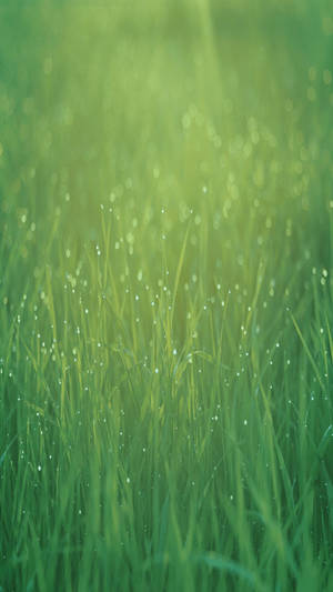 Green Grass Ios Default Wallpaper