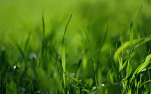 Green Grass Leaves Macro Wallpaper