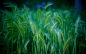 Green Grass Stalks Macro Wallpaper