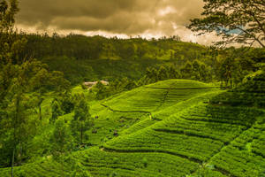 Green Hillside Beside The Forest Wallpaper