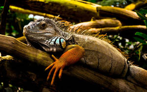 Green Iguana On Banana Tree Wallpaper