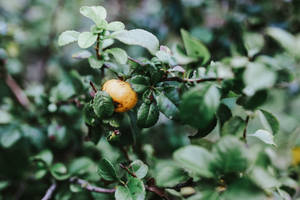 Green Leaves And Fruit Wallpaper