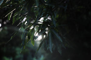 Green Leaves Antigua And Barbuda Wallpaper