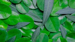 Green Leaves Macbook Pro 4k Wallpaper