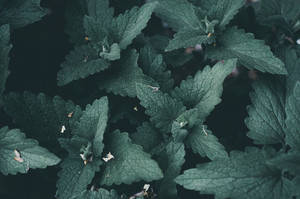 Green Leaves Mint Wallpaper