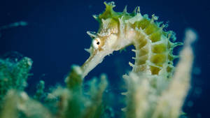Green Lined Seahorse Wallpaper