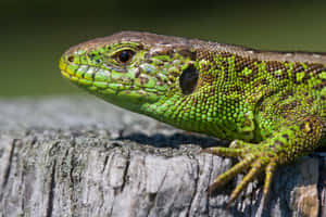 Green Lizard Sunbathingon Log Wallpaper