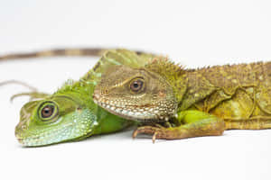 Green Lizards Closeup Wallpaper