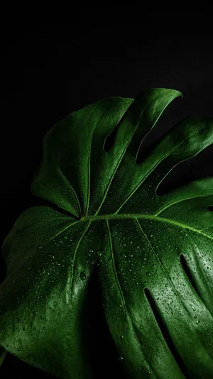 Green Monstera Leaf With Droplets Wallpaper