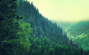 Green Mountain Forest Wallpaper