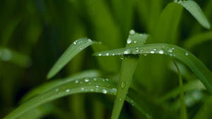 Green Nature Grass Close-up Wallpaper