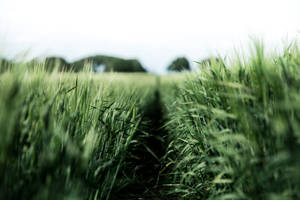 Green Nature Grass Field Wallpaper