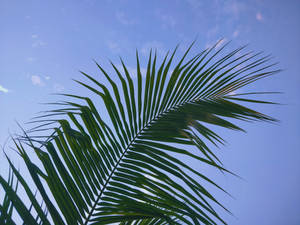Green Palm Blue Sky Best Desktop Wallpaper