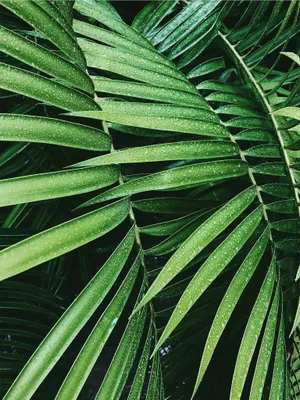 Green Palm Leaf Wallpaper