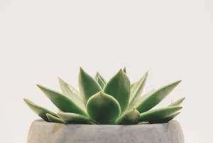 Green Plant Aesthetic Echeveria Wallpaper
