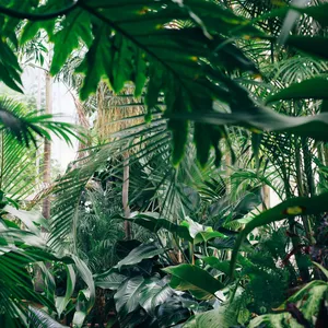 Green Plant Aesthetic Forest Wallpaper