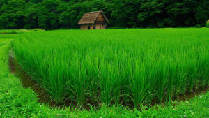Green Rice Field Wallpaper