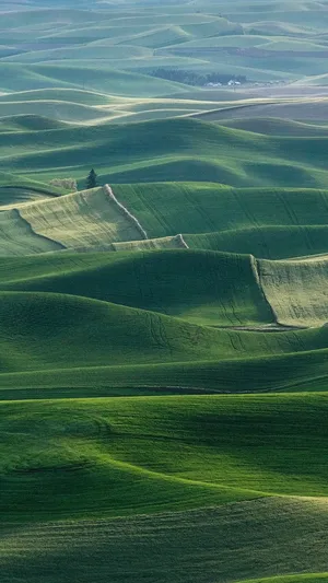 Green Scenery Smartphone Background Wallpaper