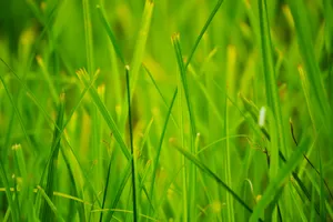 Green Summer Grass Wallpaper