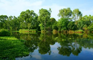 Green Summer River Wallpaper