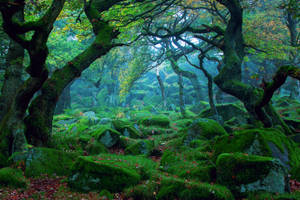 Green Trees In A Magical Forest Wallpaper