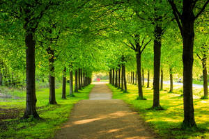 Green Trees In Line Wallpaper