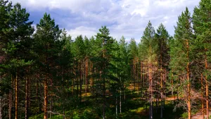 Green Trees In Nordic Forest Wallpaper