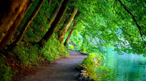 Green Trees On Pathway Nature Wallpaper
