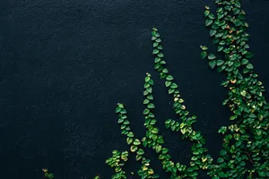 Green Vine Leaves Plant 4k Background Wallpaper