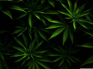 Green Weed Plant Wallpaper