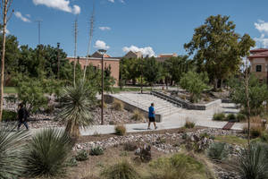 Greenery In University Of New Mexico Wallpaper