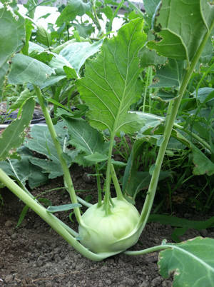 Greenish Kohlrabi Plant Wallpaper