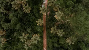 Grenada Dirt Road Wallpaper