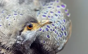 Grey Peacock Pheasant Wallpaper
