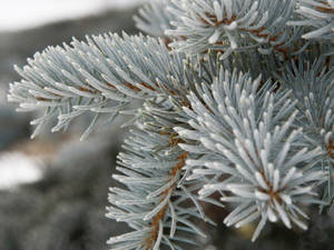 Grey Spruce Bristles Wallpaper