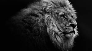 Greyscale Lion Hd Computer Wallpaper