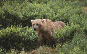 Grizzly Bear On Shrubs Wallpaper